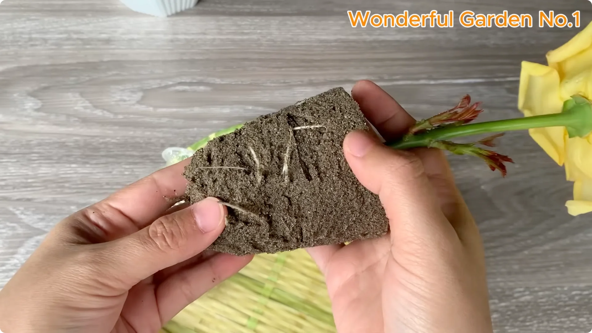 How One Spoon Sparks Thousands of Roots on a Rose Branch Overnight screenshot 23