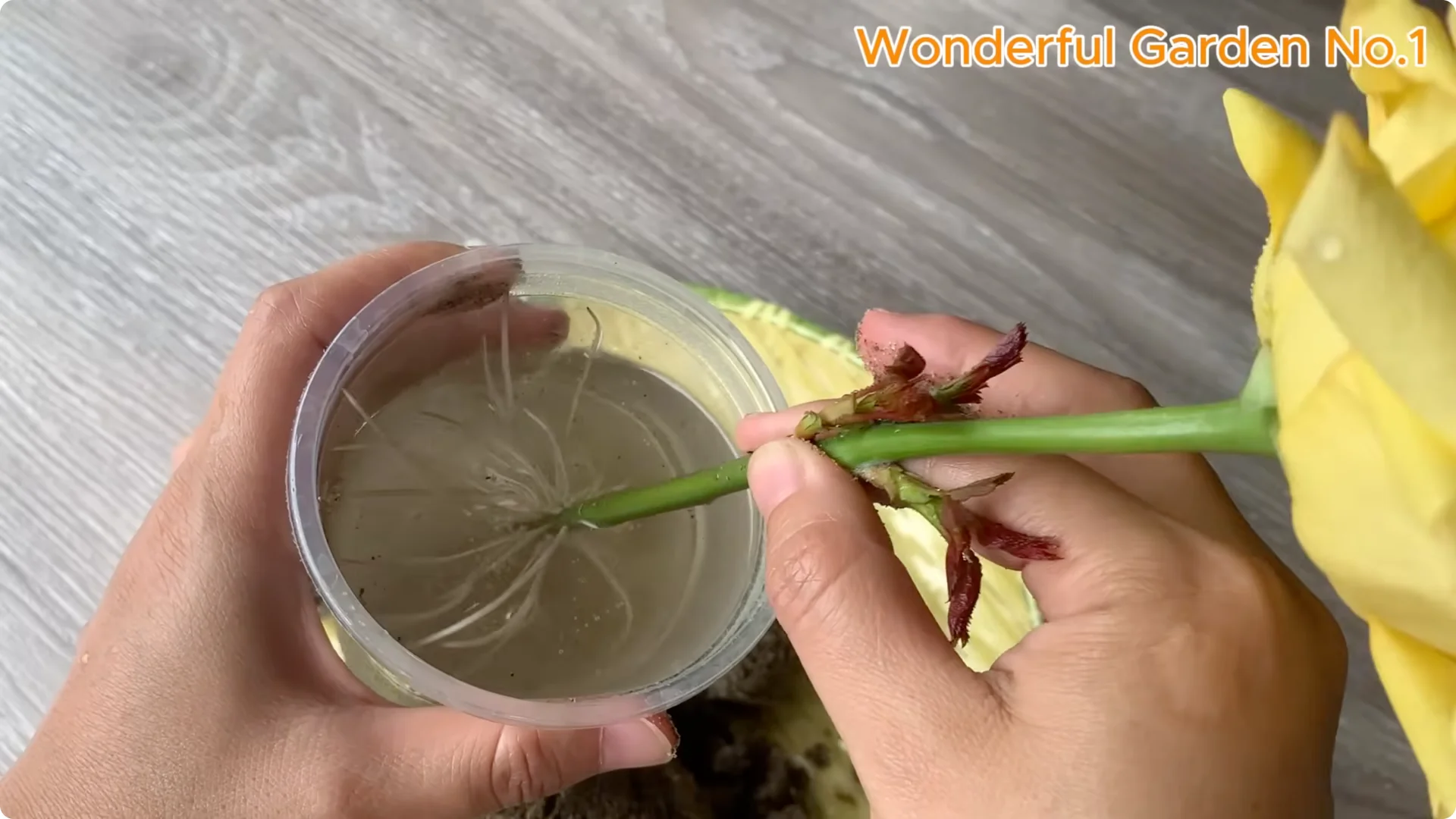 How One Spoon Sparks Thousands of Roots on a Rose Branch Overnight screenshot 24