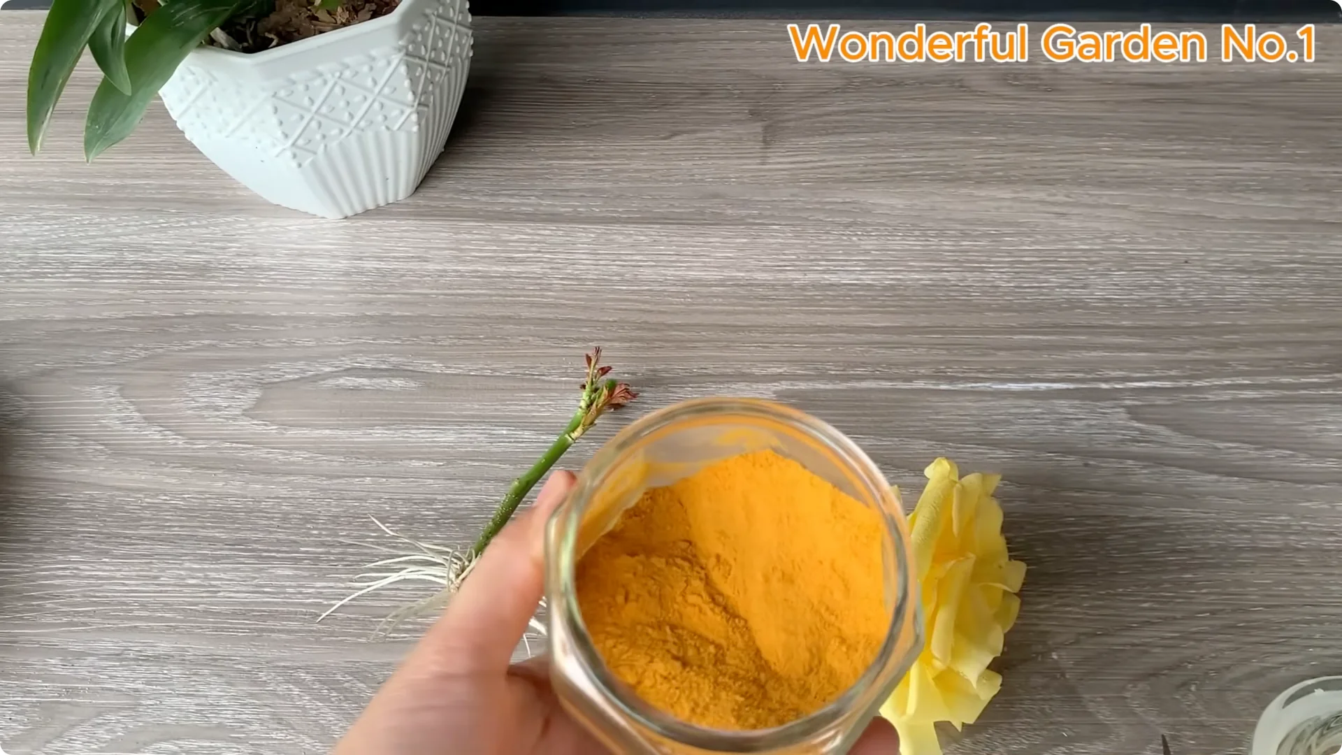 How One Spoon Sparks Thousands of Roots on a Rose Branch Overnight screenshot 25