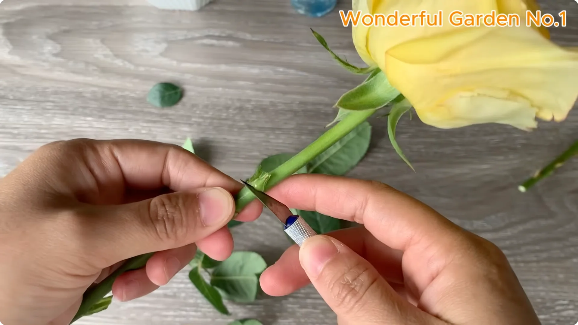 How One Spoon Sparks Thousands of Roots on a Rose Branch Overnight screenshot 9