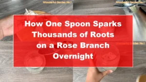 How One Spoon Sparks Thousands of Roots on a Rose Branch Overnight - Featured Image