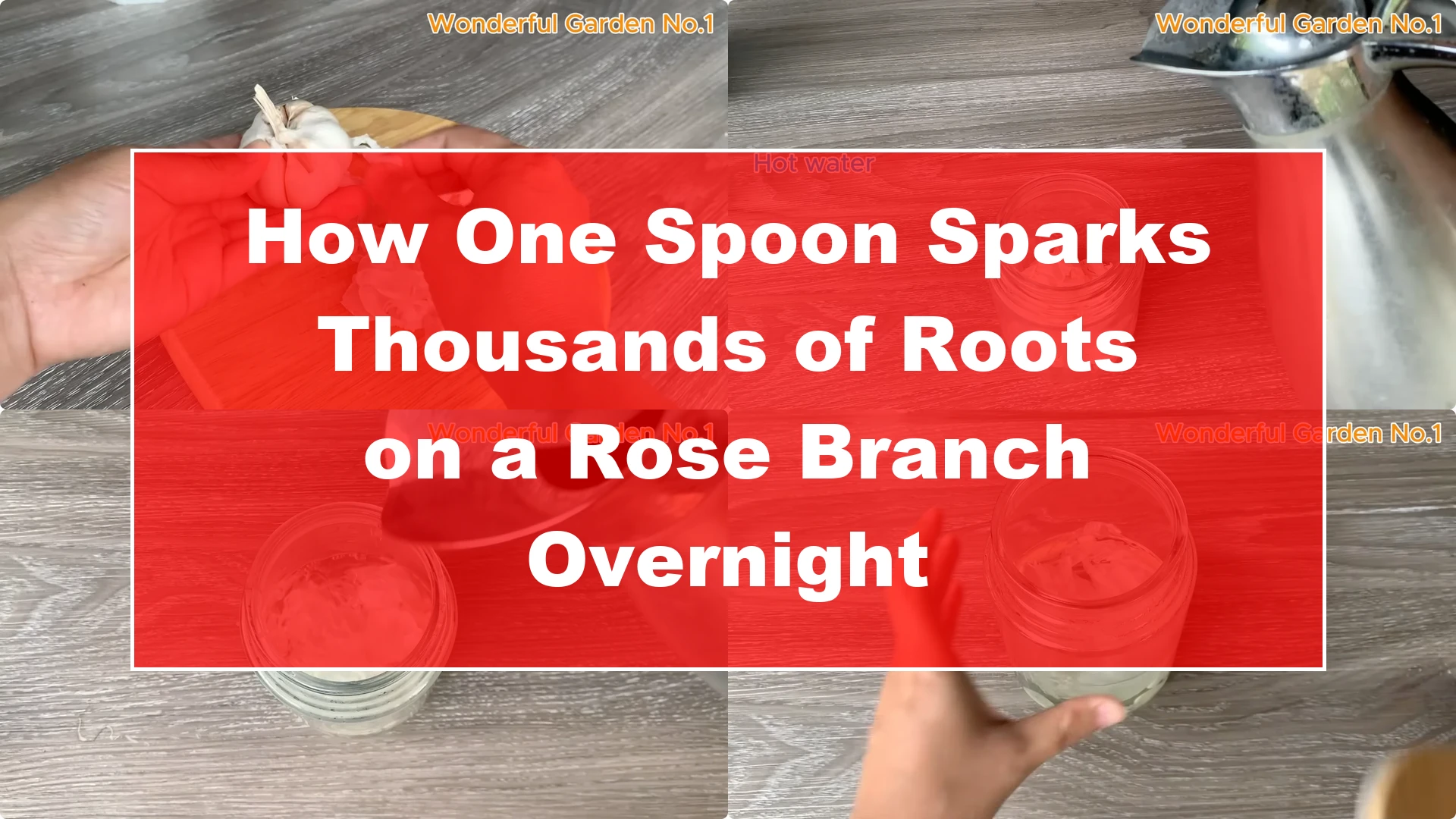 How One Spoon Sparks Thousands of Roots on a Rose Branch Overnight - Featured Image