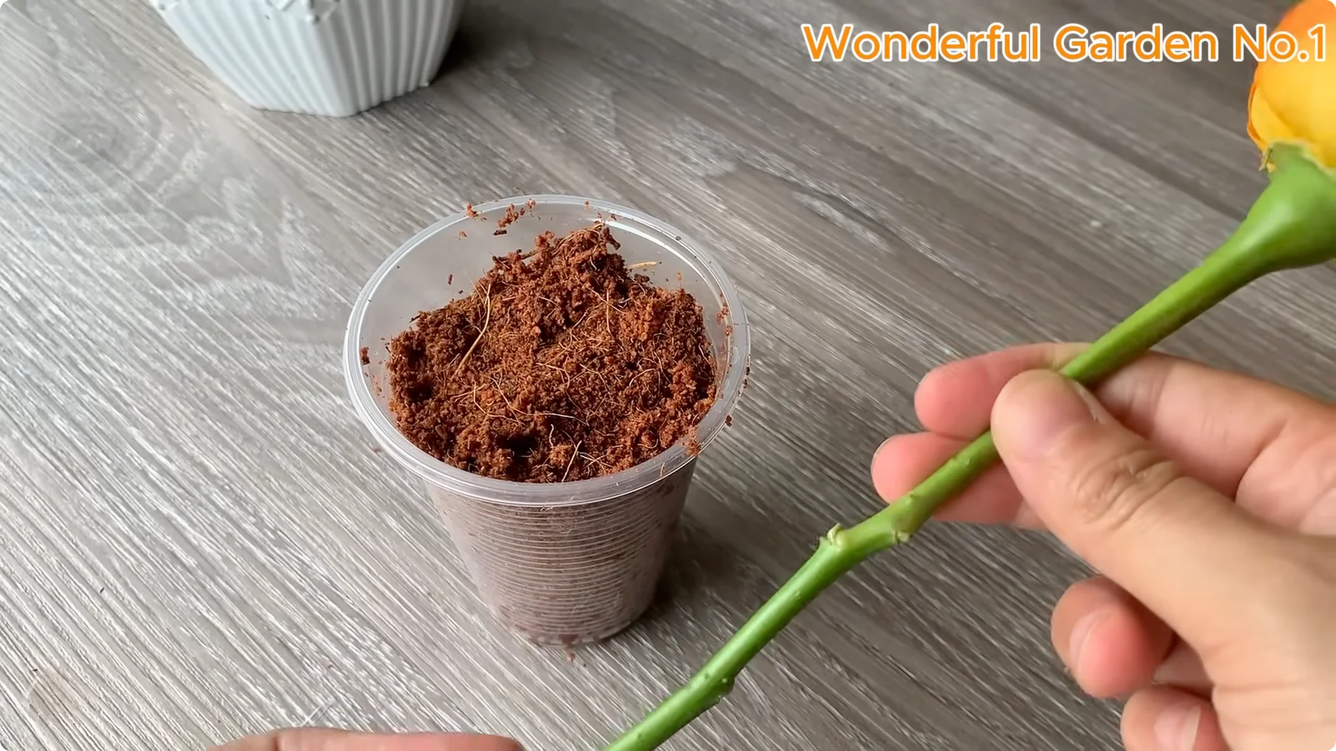 How One Spoonful Can Transform Your Rose Cuttings screenshot 4