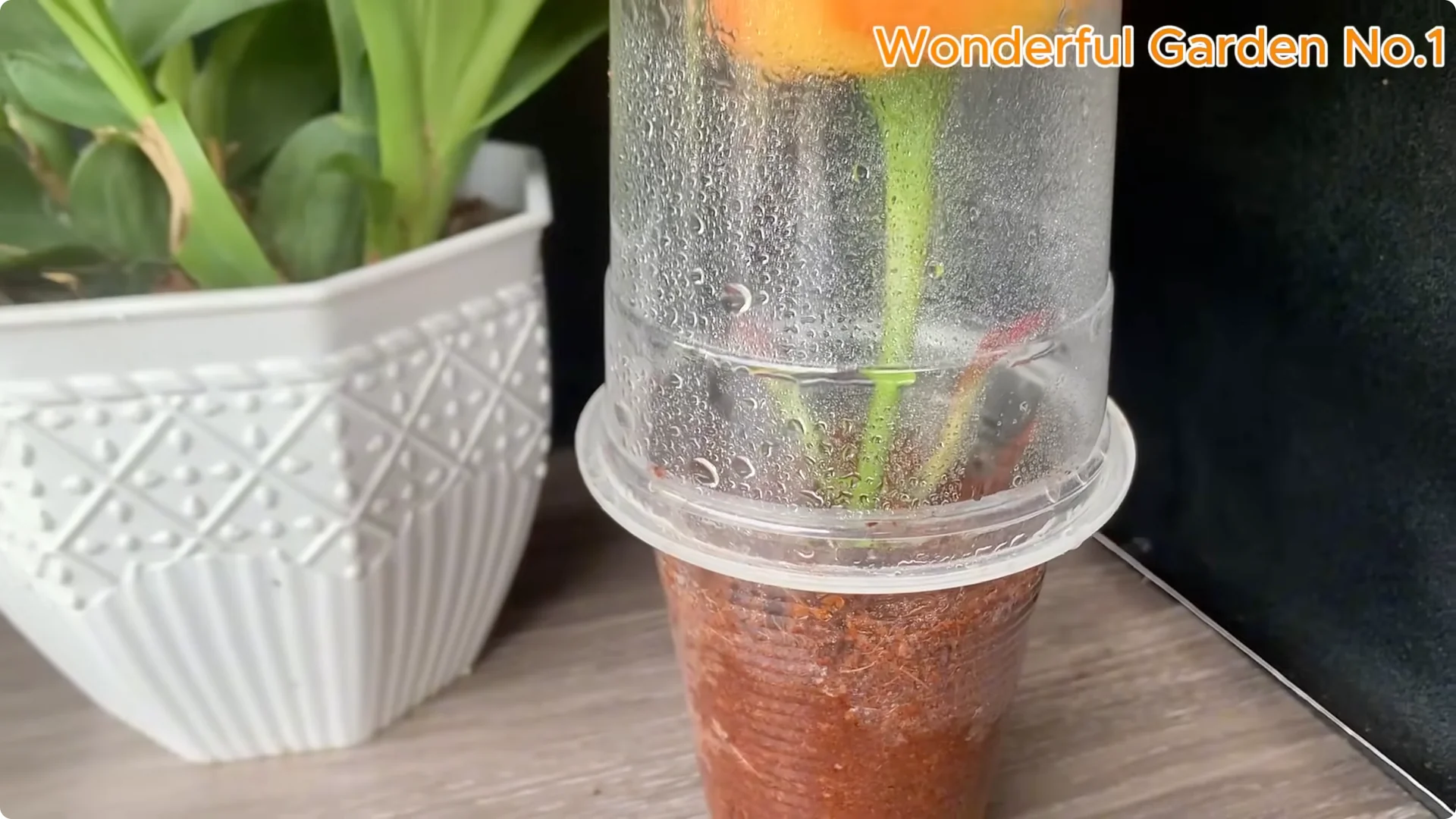 How One Spoonful Can Transform Your Rose Cuttings screenshot 5