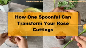 How One Spoonful Can Transform Your Rose Cuttings - Featured Image