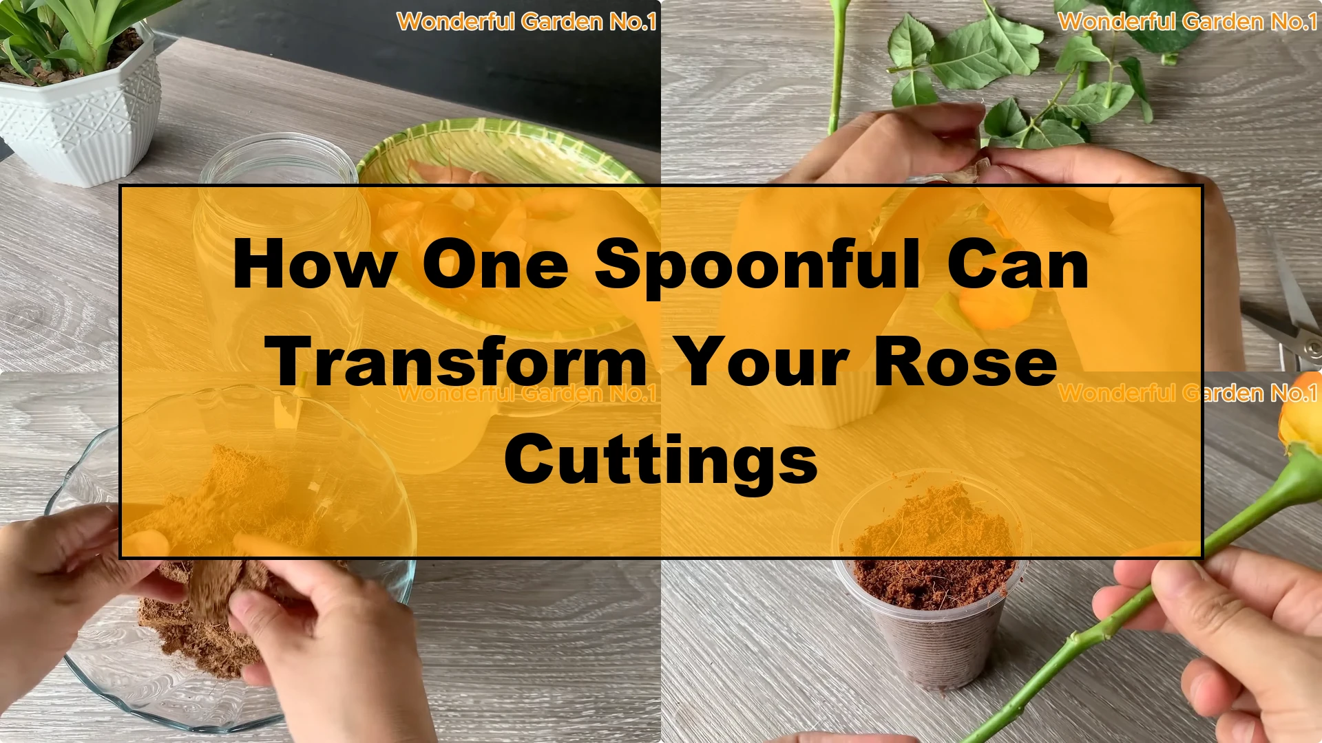 How One Spoonful Can Transform Your Rose Cuttings - Featured Image