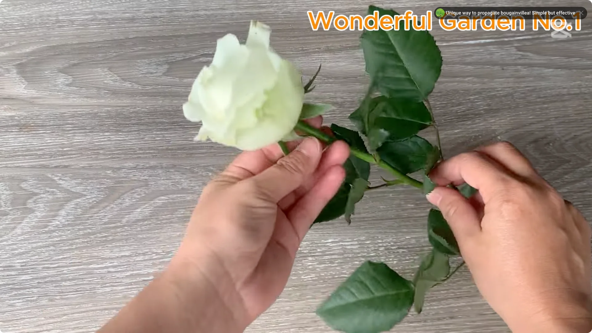 How One Thin Rose Slice Sparked Rapid Root Growth Overnight screenshot 1