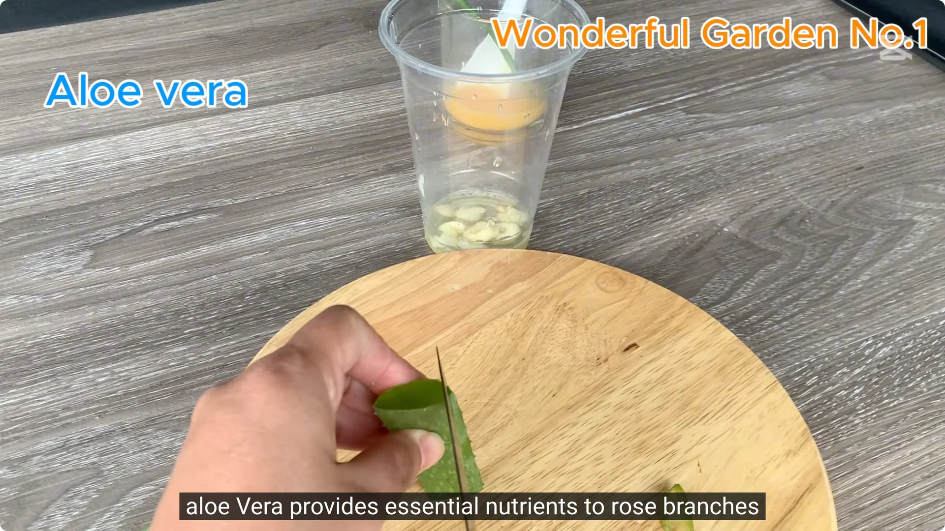 How One Thin Rose Slice Sparked Rapid Root Growth Overnight screenshot 10