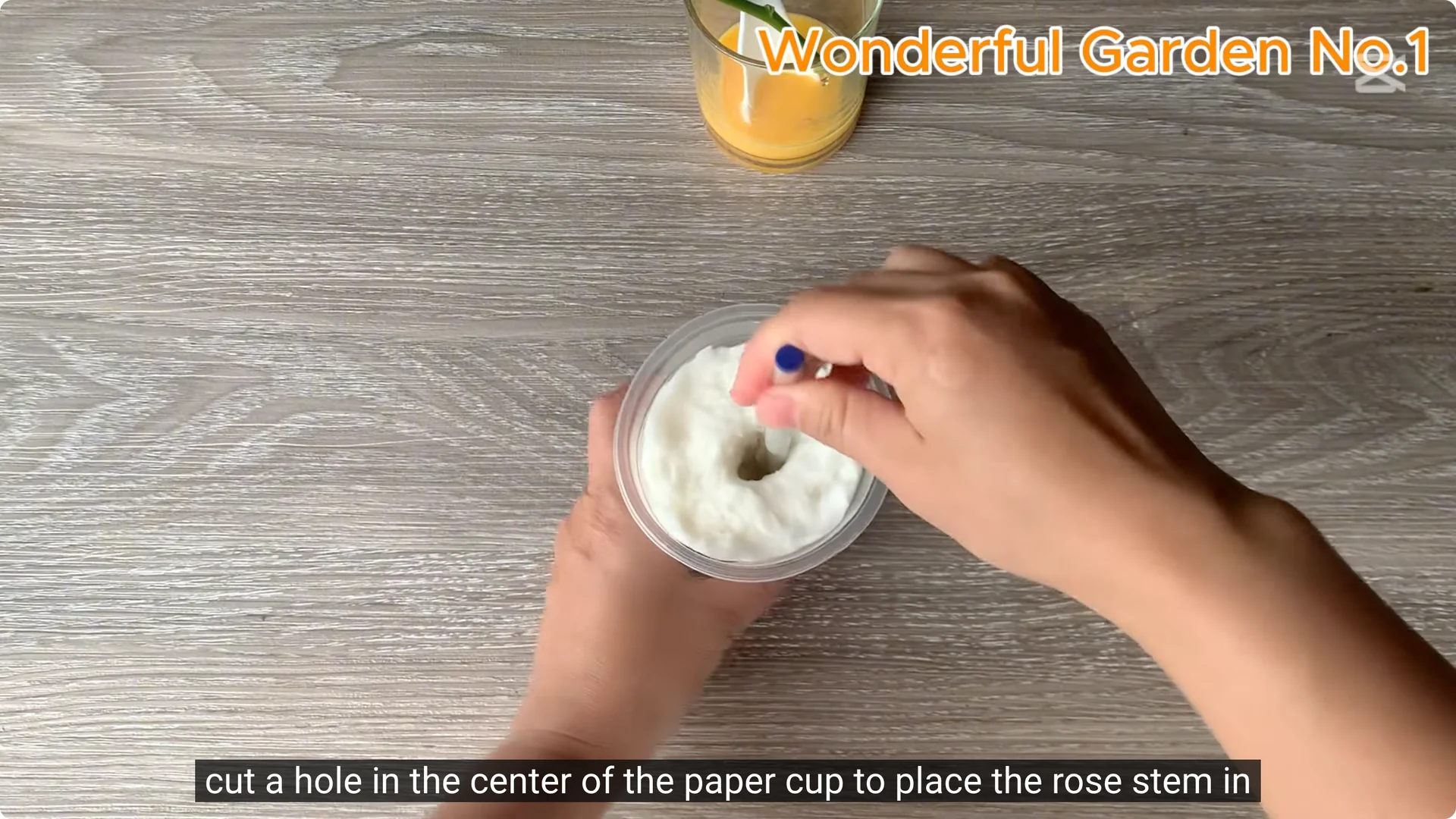 How One Thin Rose Slice Sparked Rapid Root Growth Overnight screenshot 17