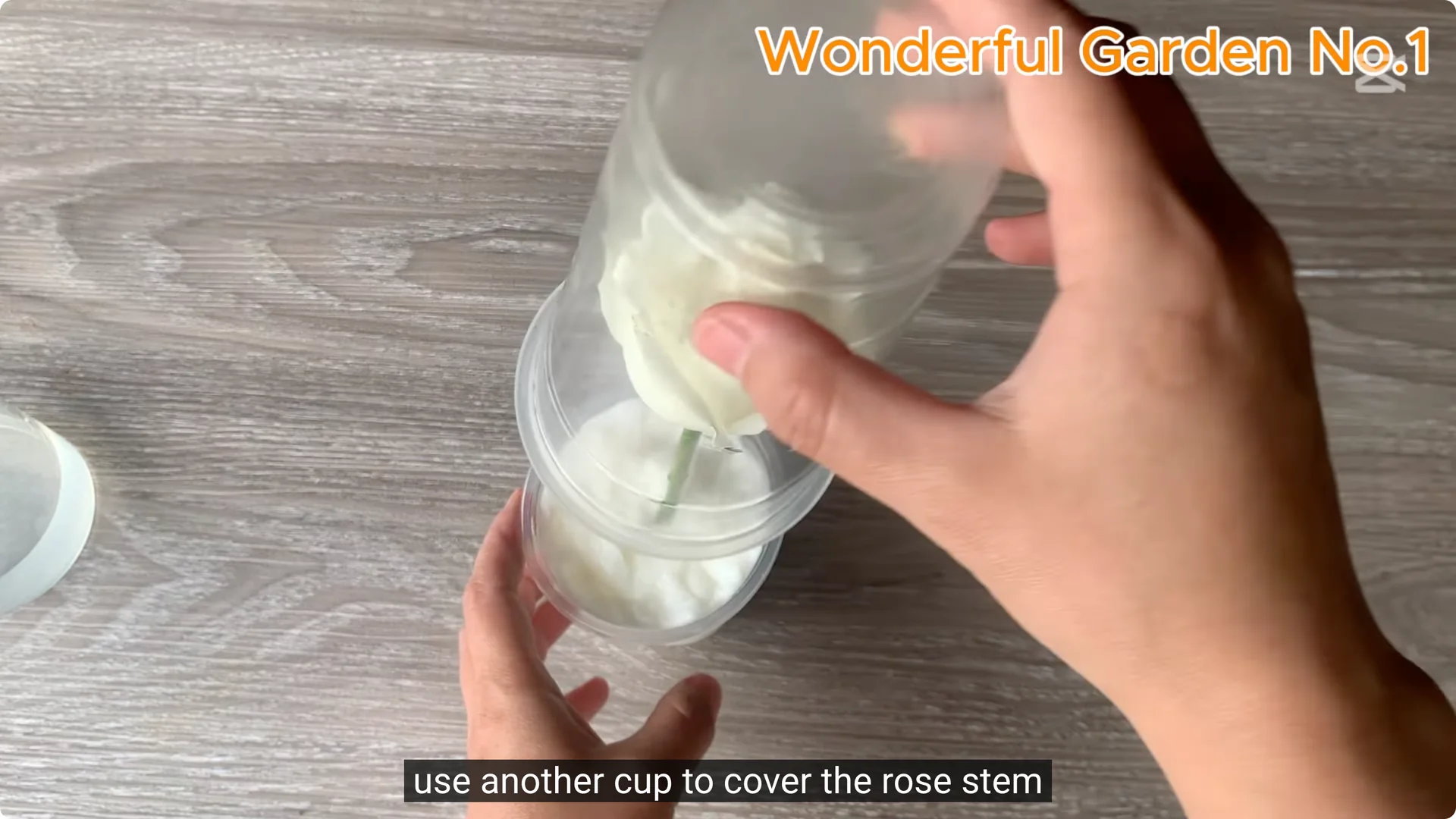 How One Thin Rose Slice Sparked Rapid Root Growth Overnight screenshot 19