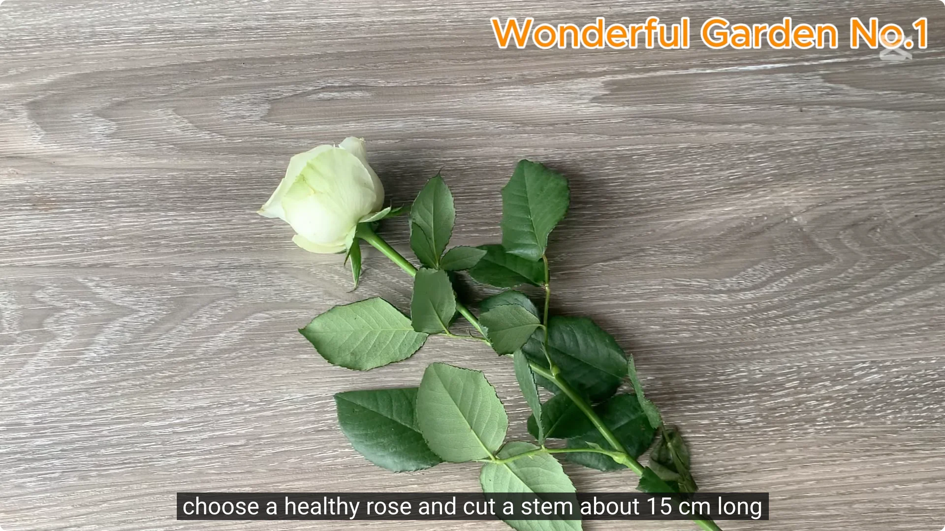 How One Thin Rose Slice Sparked Rapid Root Growth Overnight screenshot 2