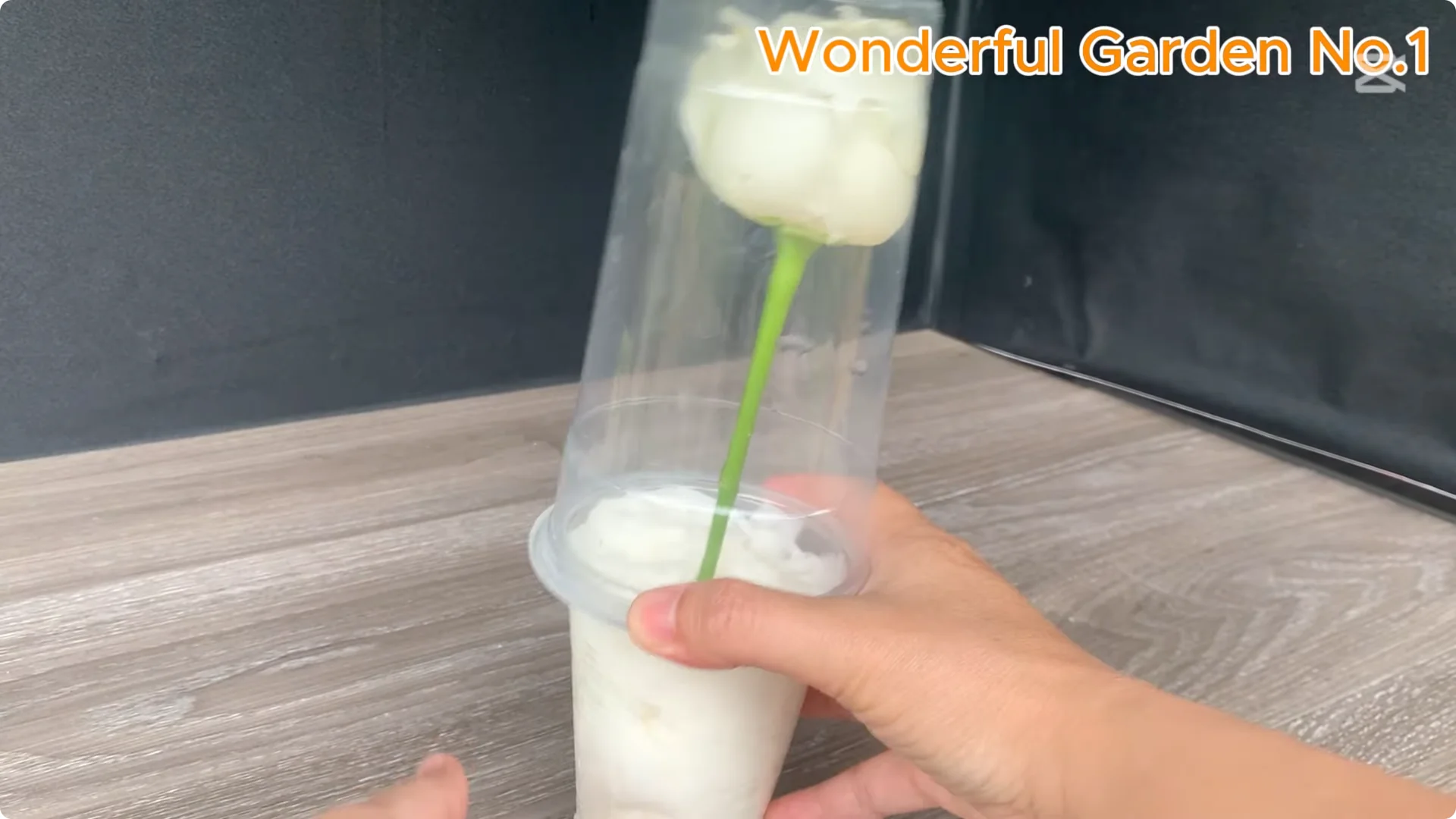 How One Thin Rose Slice Sparked Rapid Root Growth Overnight screenshot 20