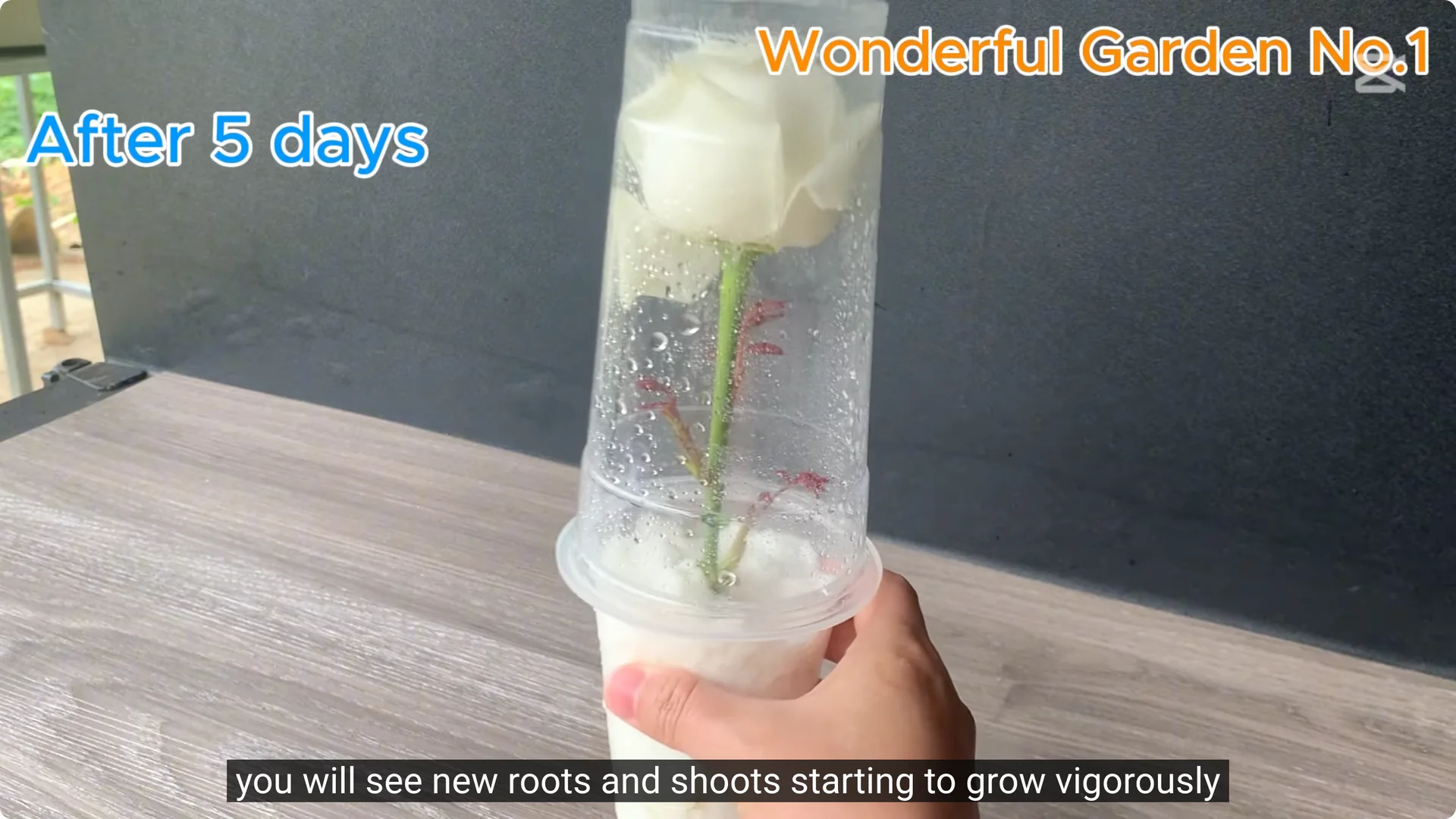 How One Thin Rose Slice Sparked Rapid Root Growth Overnight screenshot 21