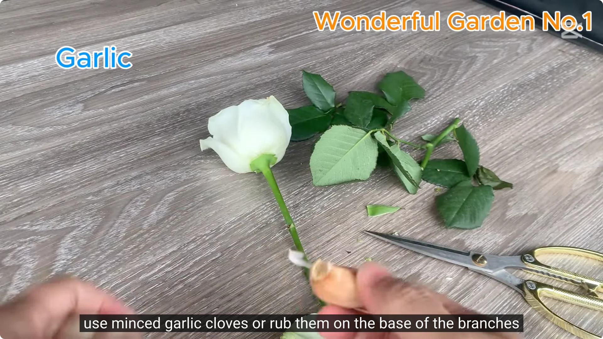 How One Thin Rose Slice Sparked Rapid Root Growth Overnight screenshot 3