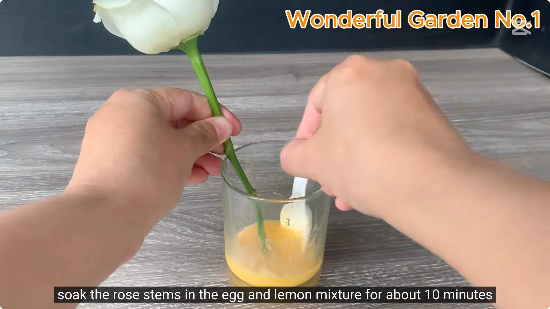 How One Thin Rose Slice Sparked Rapid Root Growth Overnight screenshot 7