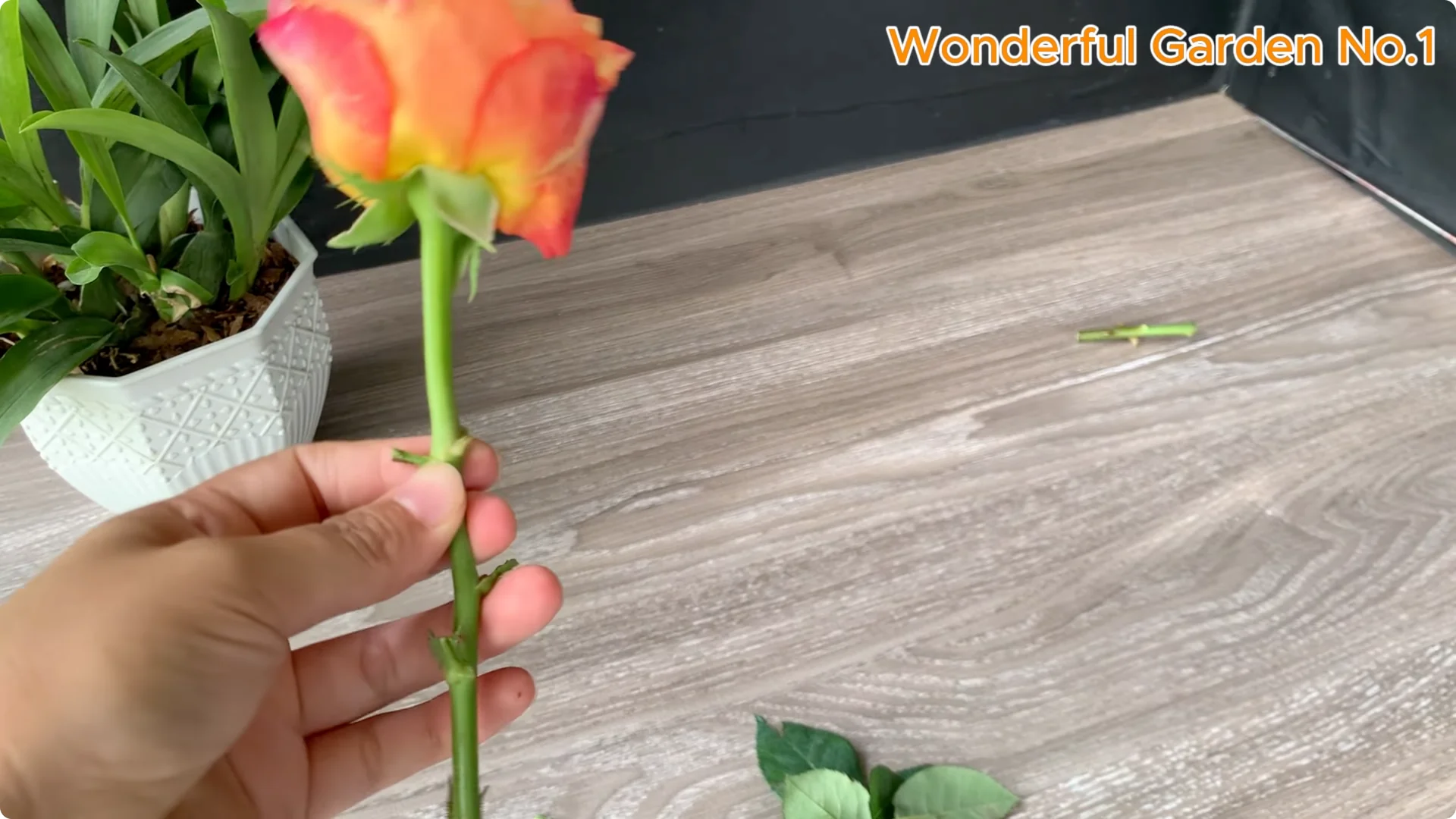 How One Thin Slice Sparked 1002 Rose Roots Overnight screenshot 1