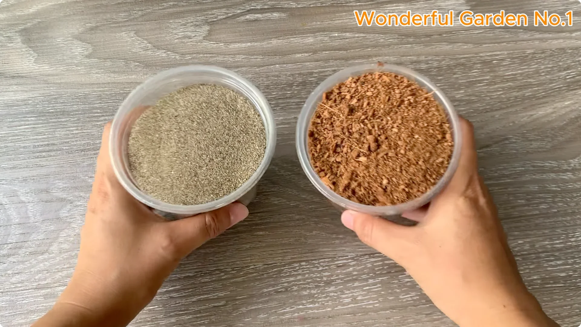 How One Thin Slice Sparked 1002 Rose Roots Overnight screenshot 13