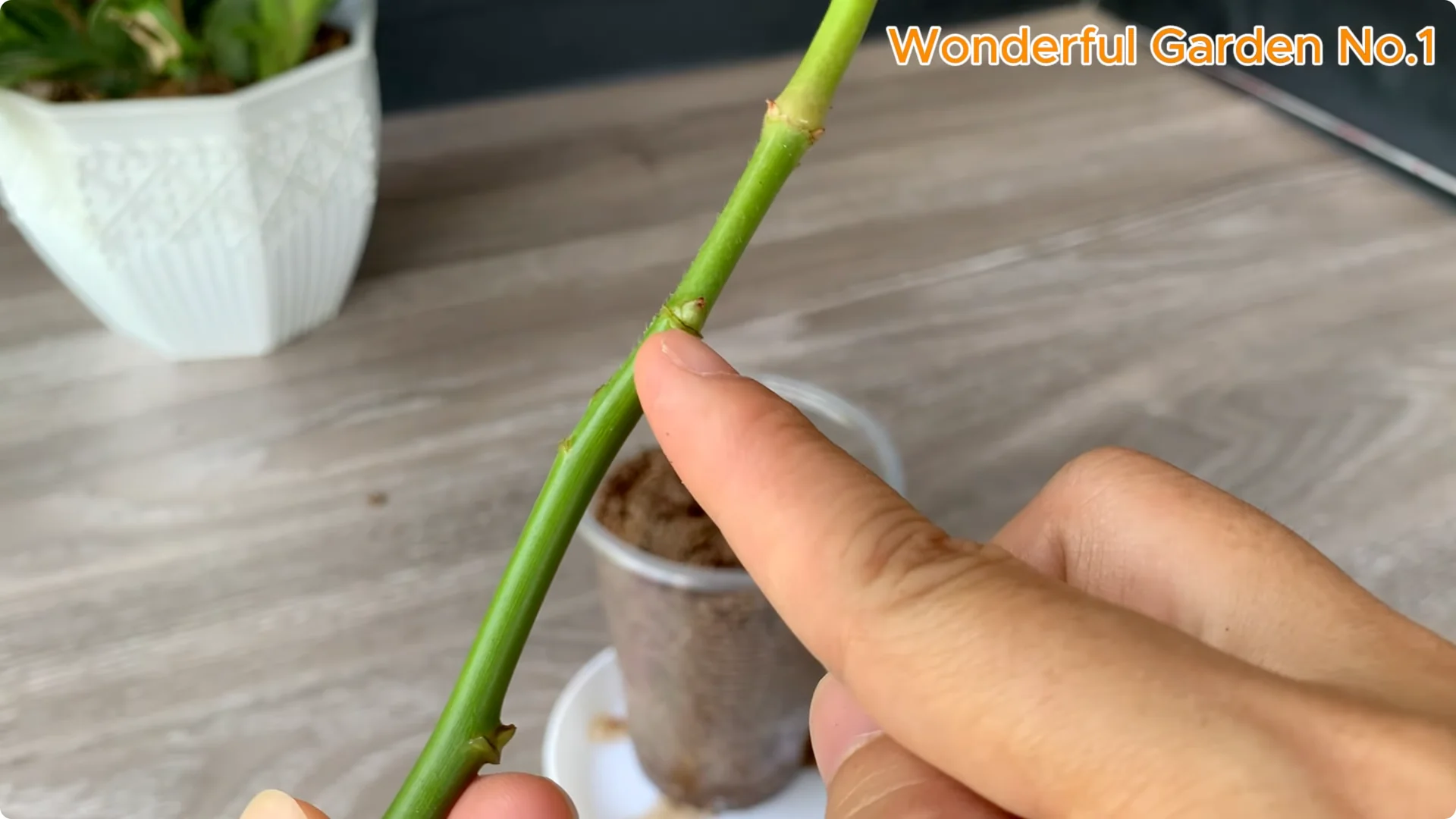 How One Thin Slice Sparked 1002 Rose Roots Overnight screenshot 16