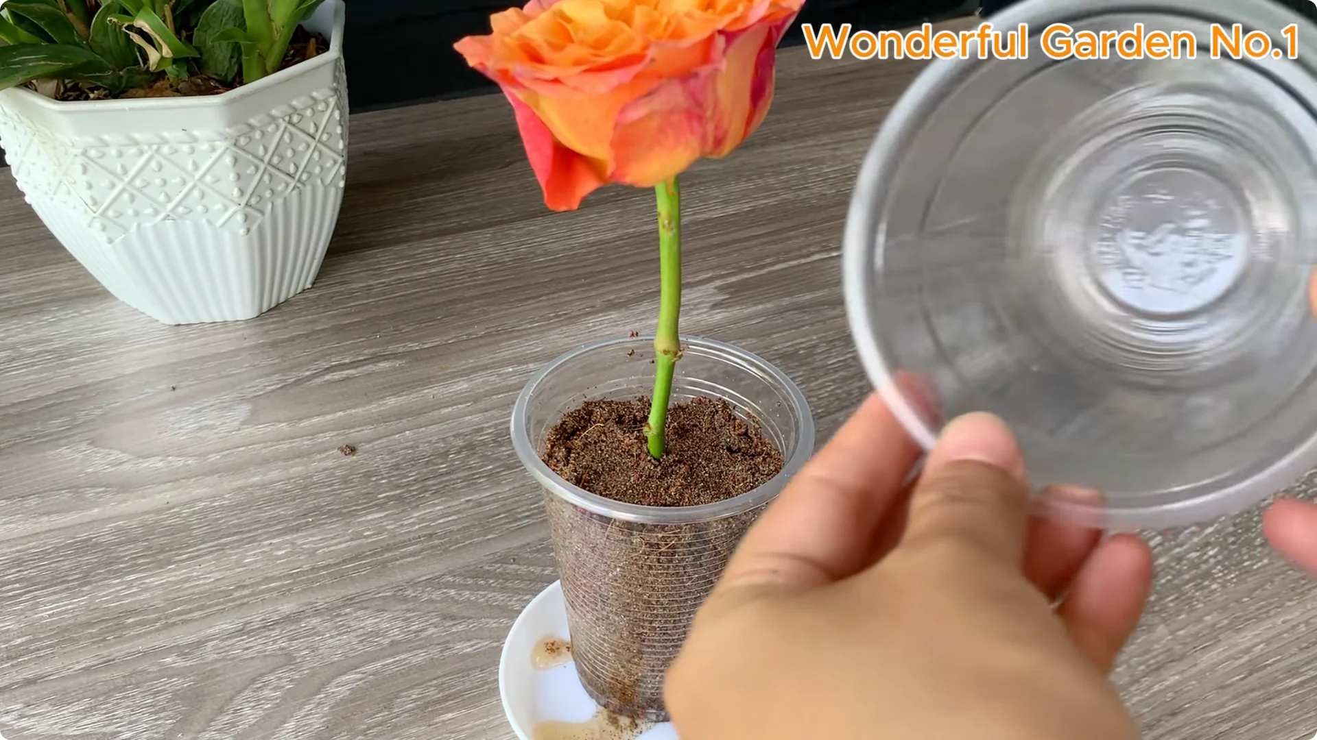 How One Thin Slice Sparked 1002 Rose Roots Overnight screenshot 18