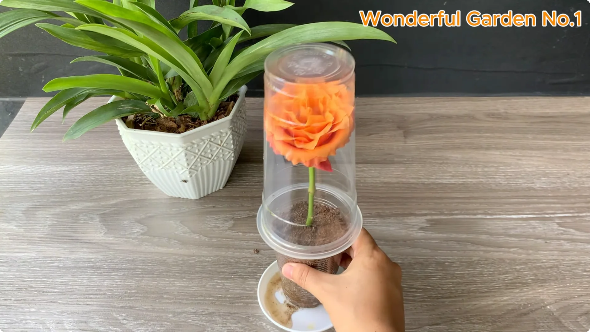 How One Thin Slice Sparked 1002 Rose Roots Overnight screenshot 19