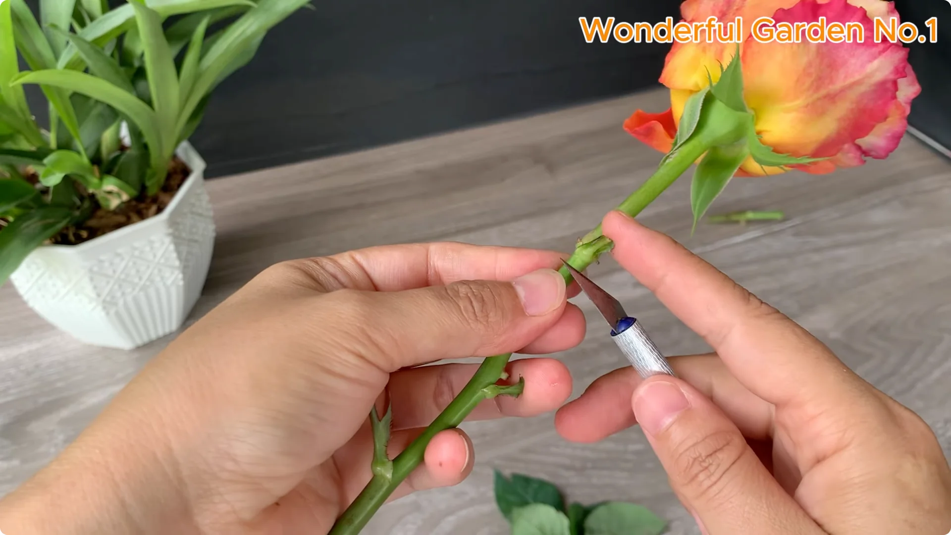 How One Thin Slice Sparked 1002 Rose Roots Overnight screenshot 2