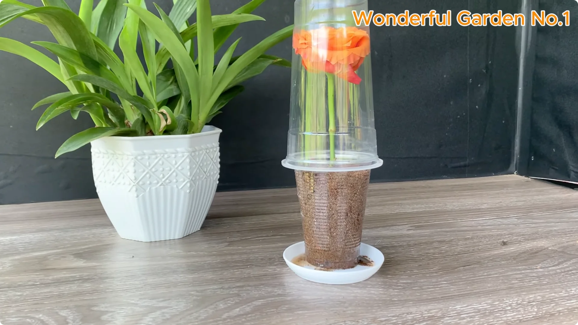 How One Thin Slice Sparked 1002 Rose Roots Overnight screenshot 20