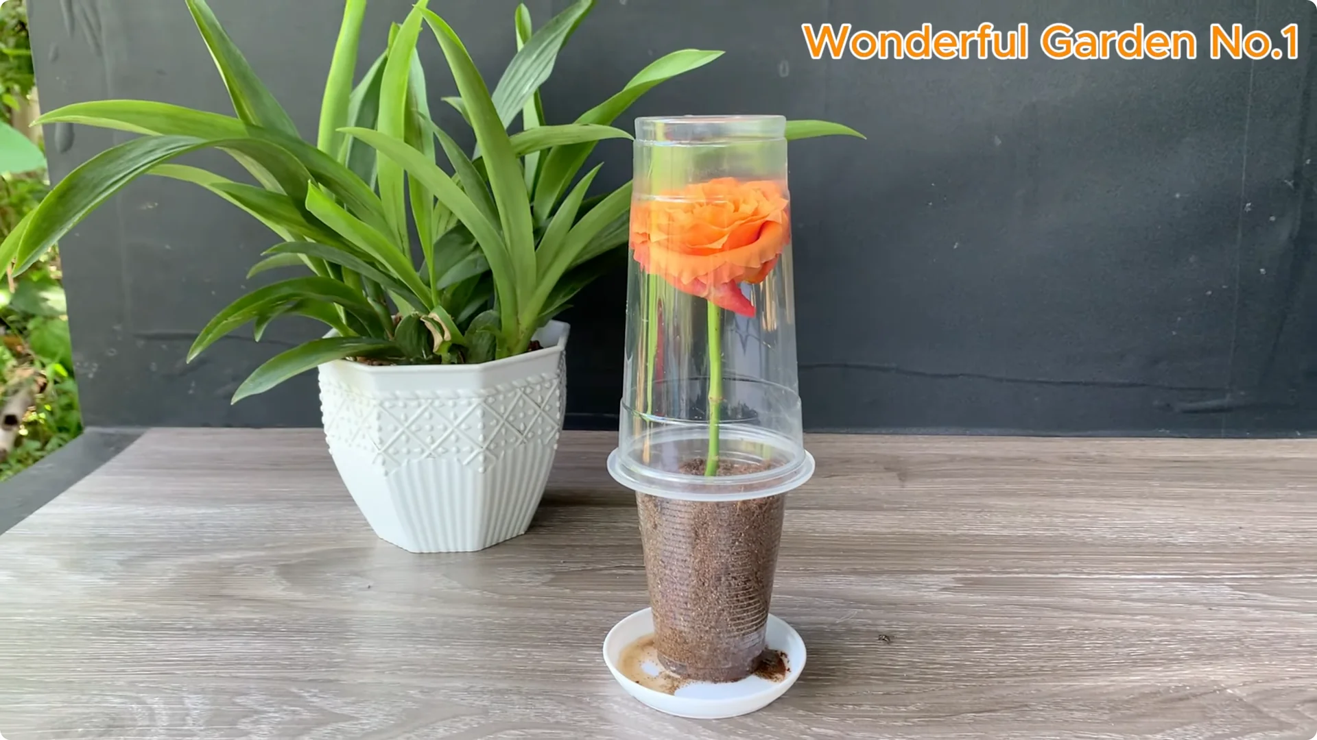 How One Thin Slice Sparked 1002 Rose Roots Overnight screenshot 21