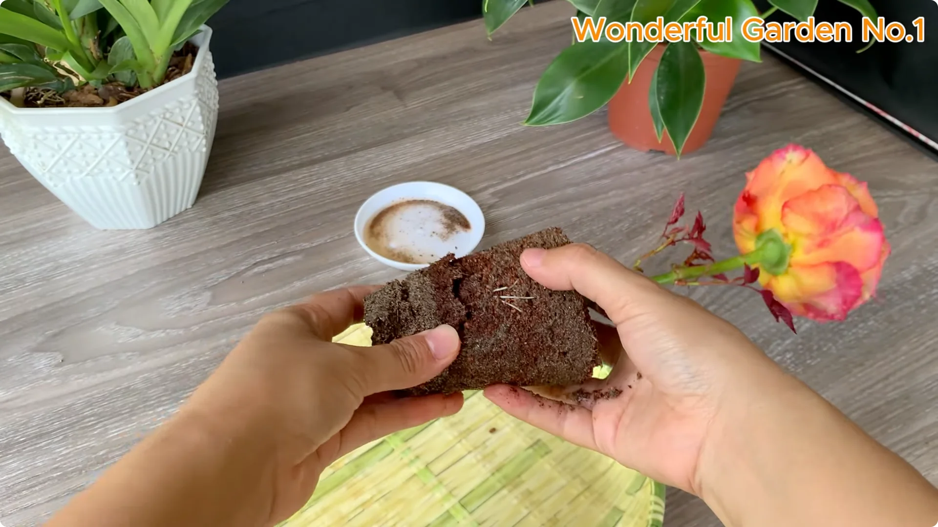 How One Thin Slice Sparked 1002 Rose Roots Overnight screenshot 23