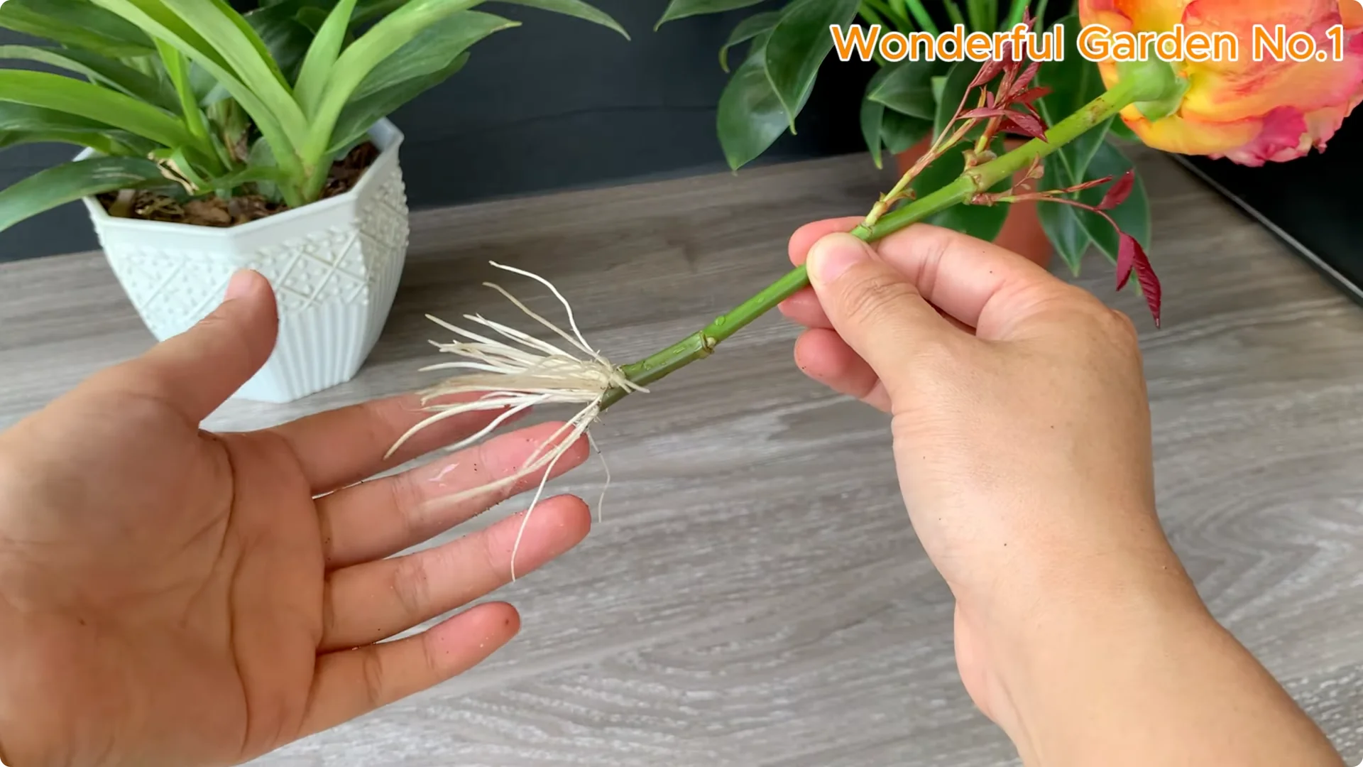 How One Thin Slice Sparked 1002 Rose Roots Overnight screenshot 24