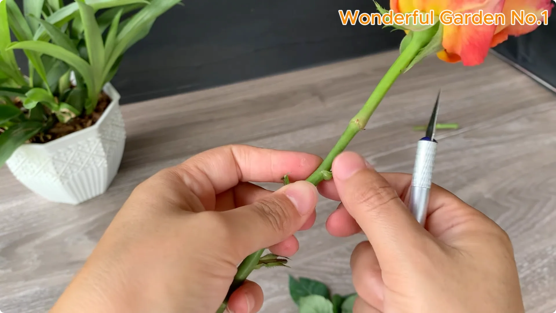 How One Thin Slice Sparked 1002 Rose Roots Overnight screenshot 3