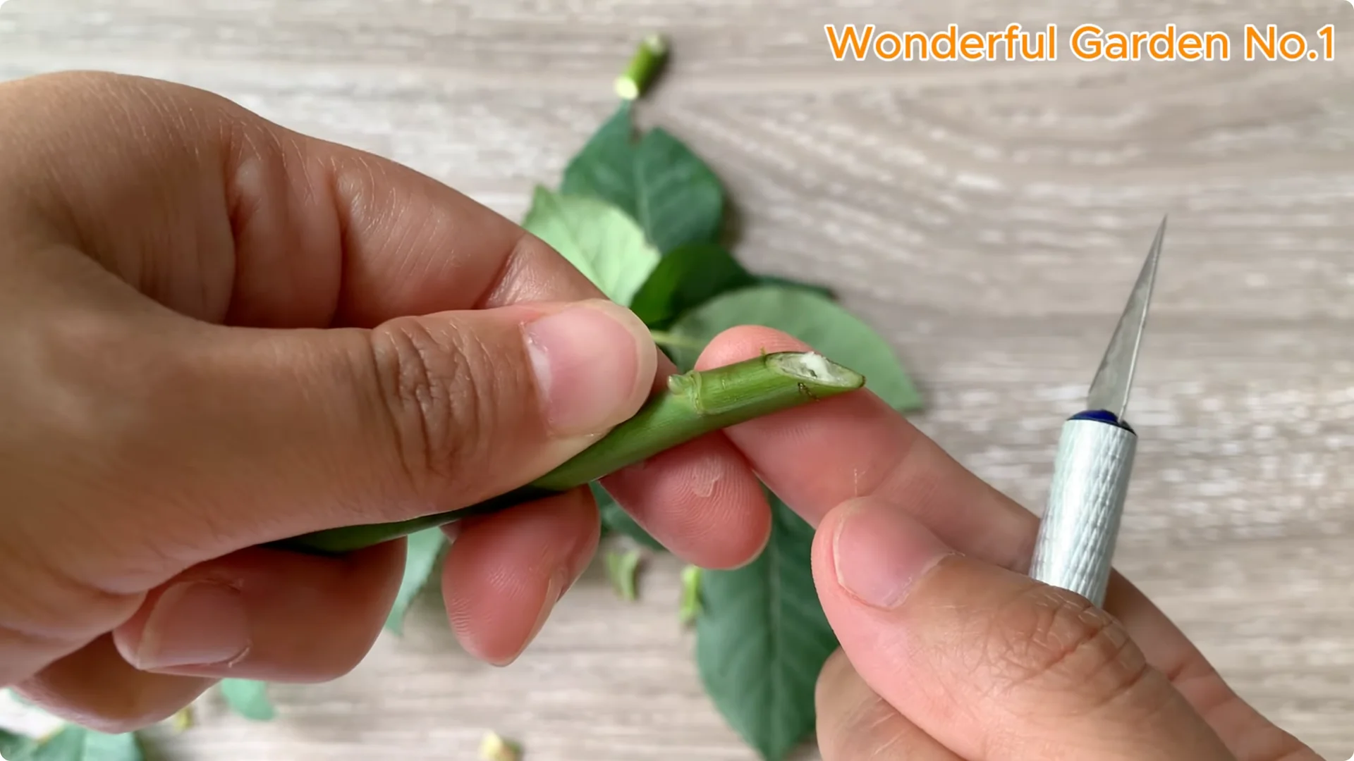 How One Thin Slice Sparked 1002 Rose Roots Overnight screenshot 4