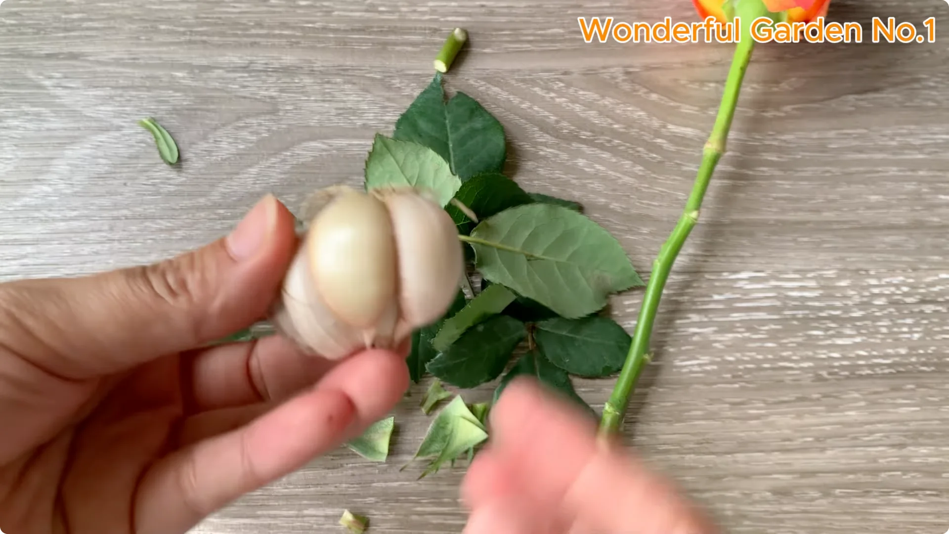 How One Thin Slice Sparked 1002 Rose Roots Overnight screenshot 5