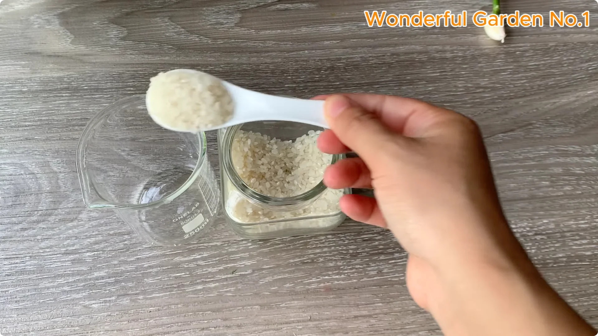 How One Thin Slice Sparked 1002 Rose Roots Overnight screenshot 7