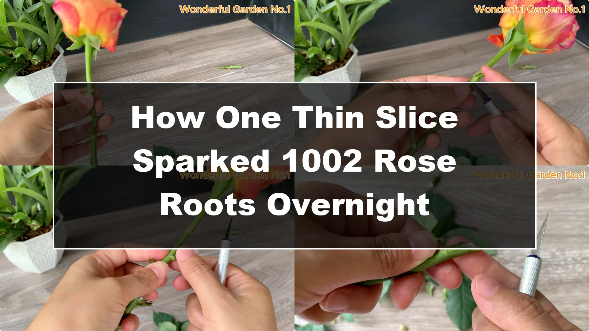 How One Thin Slice Sparked 1002 Rose Roots Overnight - Featured Image
