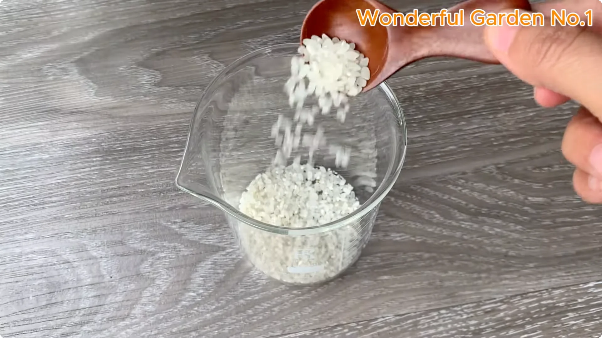 How Rice Water Transforms Rose Cuttings Overnight screenshot 1