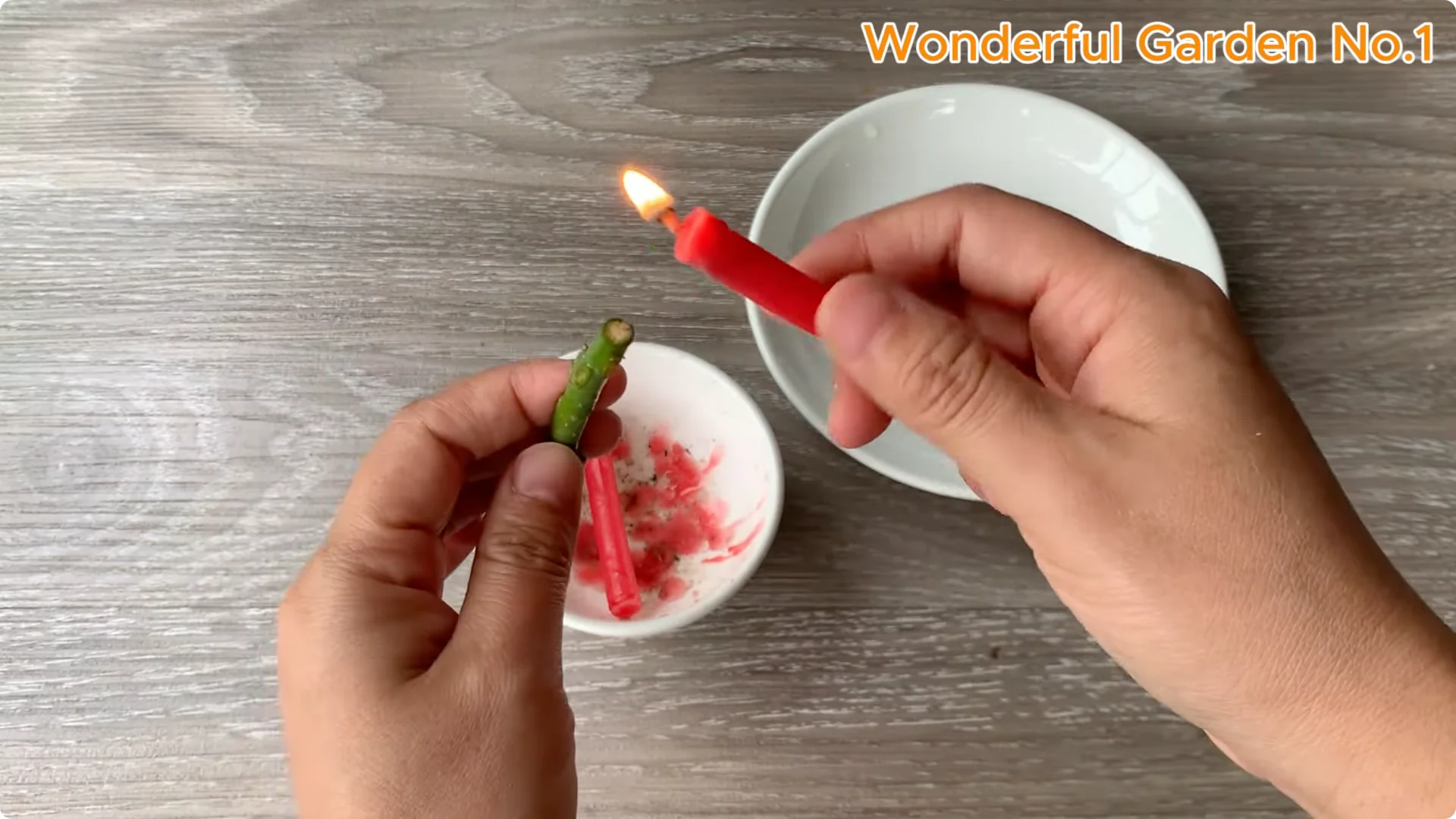 How Rice Water Transforms Rose Cuttings Overnight screenshot 10