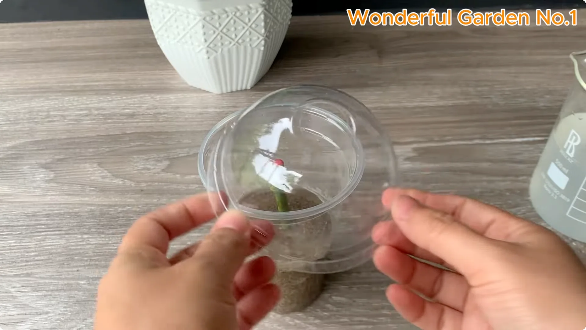 How Rice Water Transforms Rose Cuttings Overnight screenshot 16