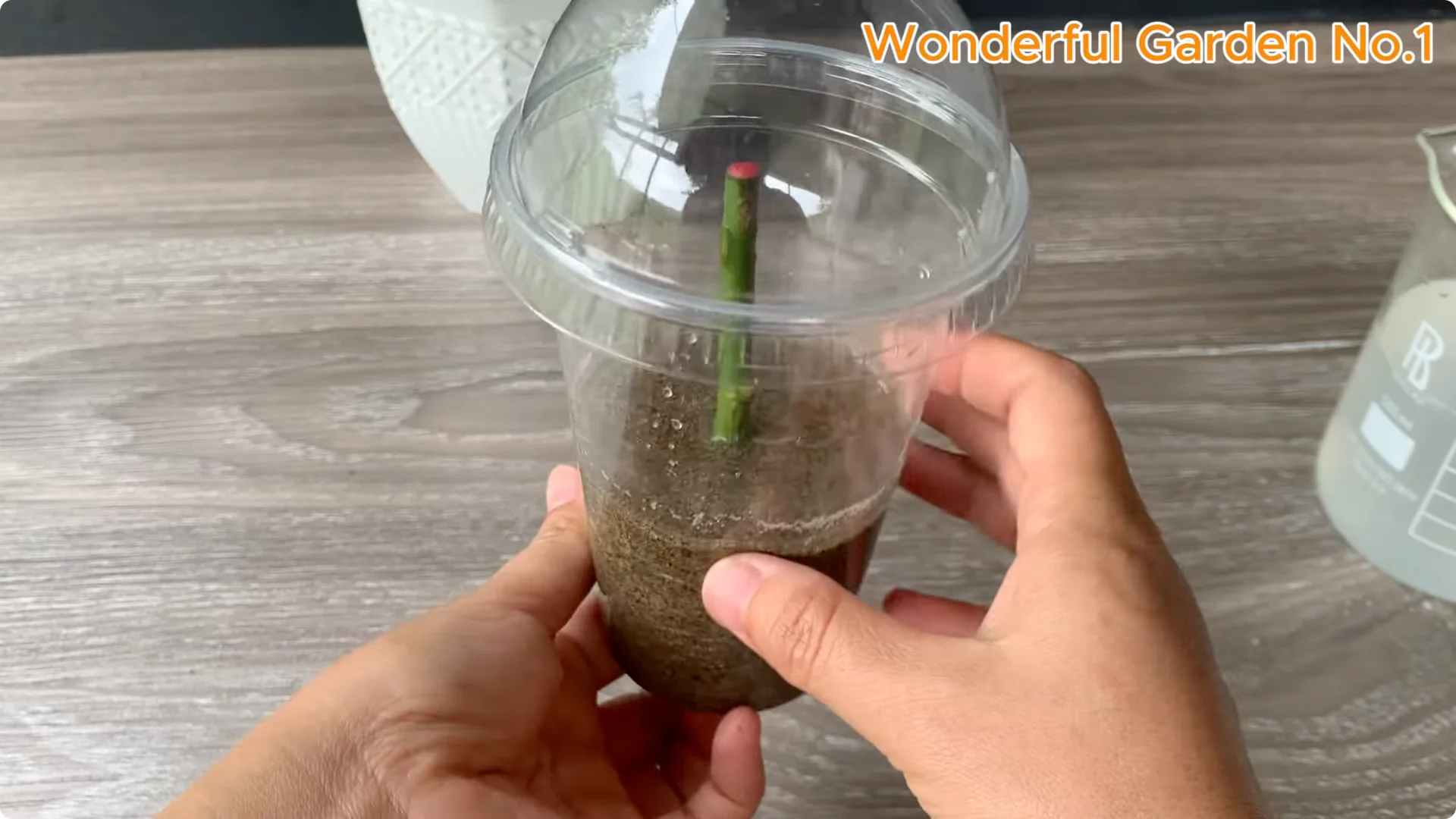 How Rice Water Transforms Rose Cuttings Overnight screenshot 17