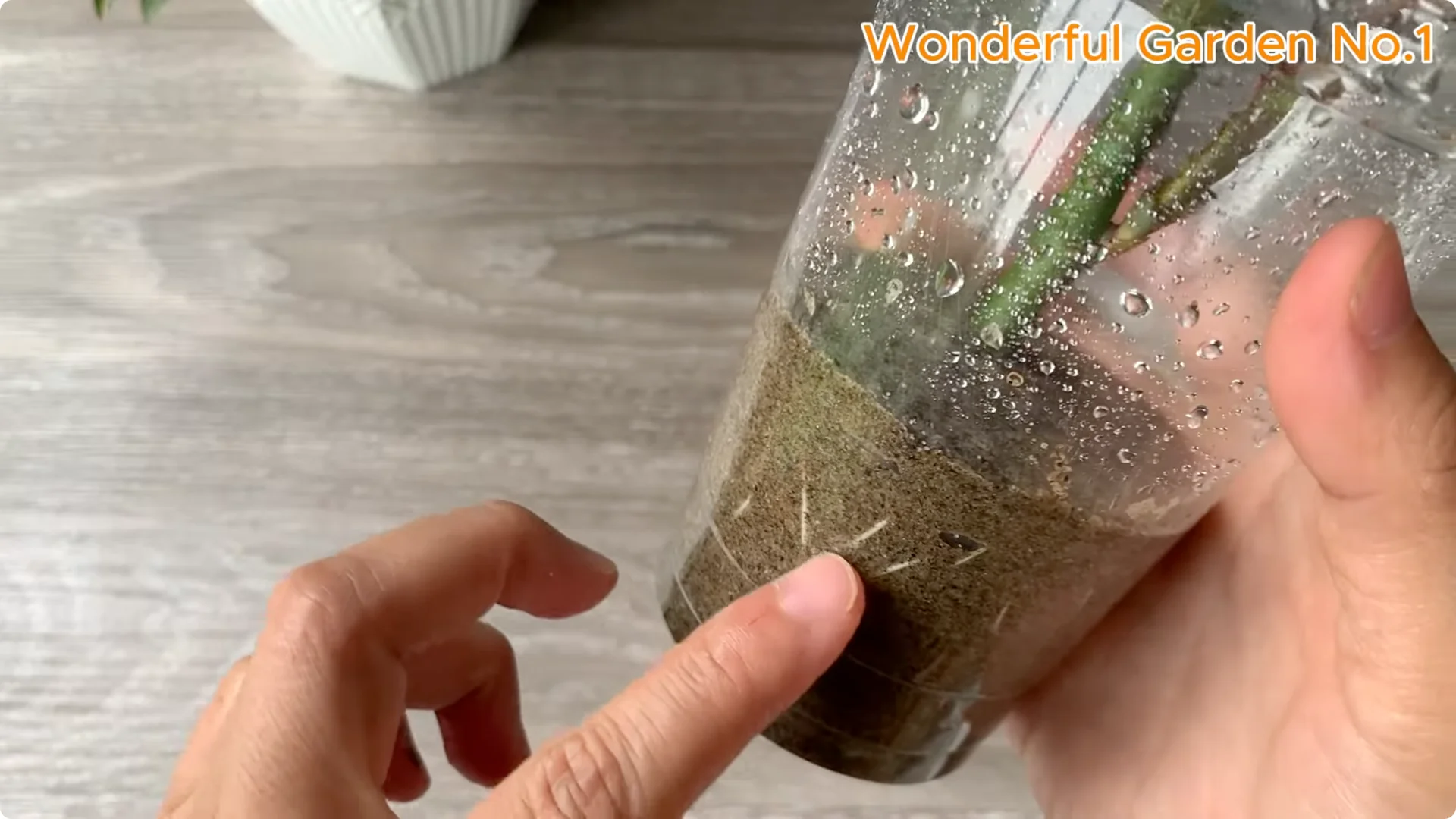 How Rice Water Transforms Rose Cuttings Overnight screenshot 19