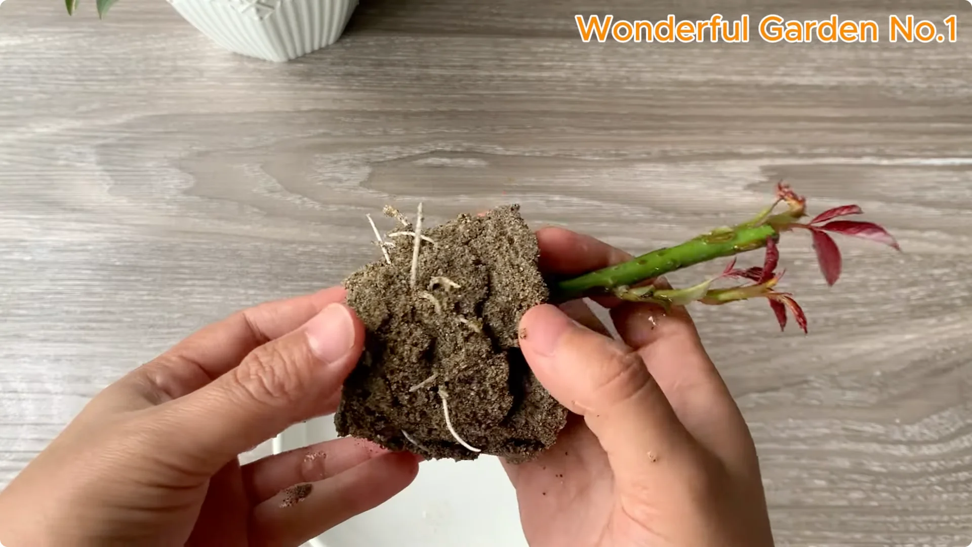 How Rice Water Transforms Rose Cuttings Overnight screenshot 20