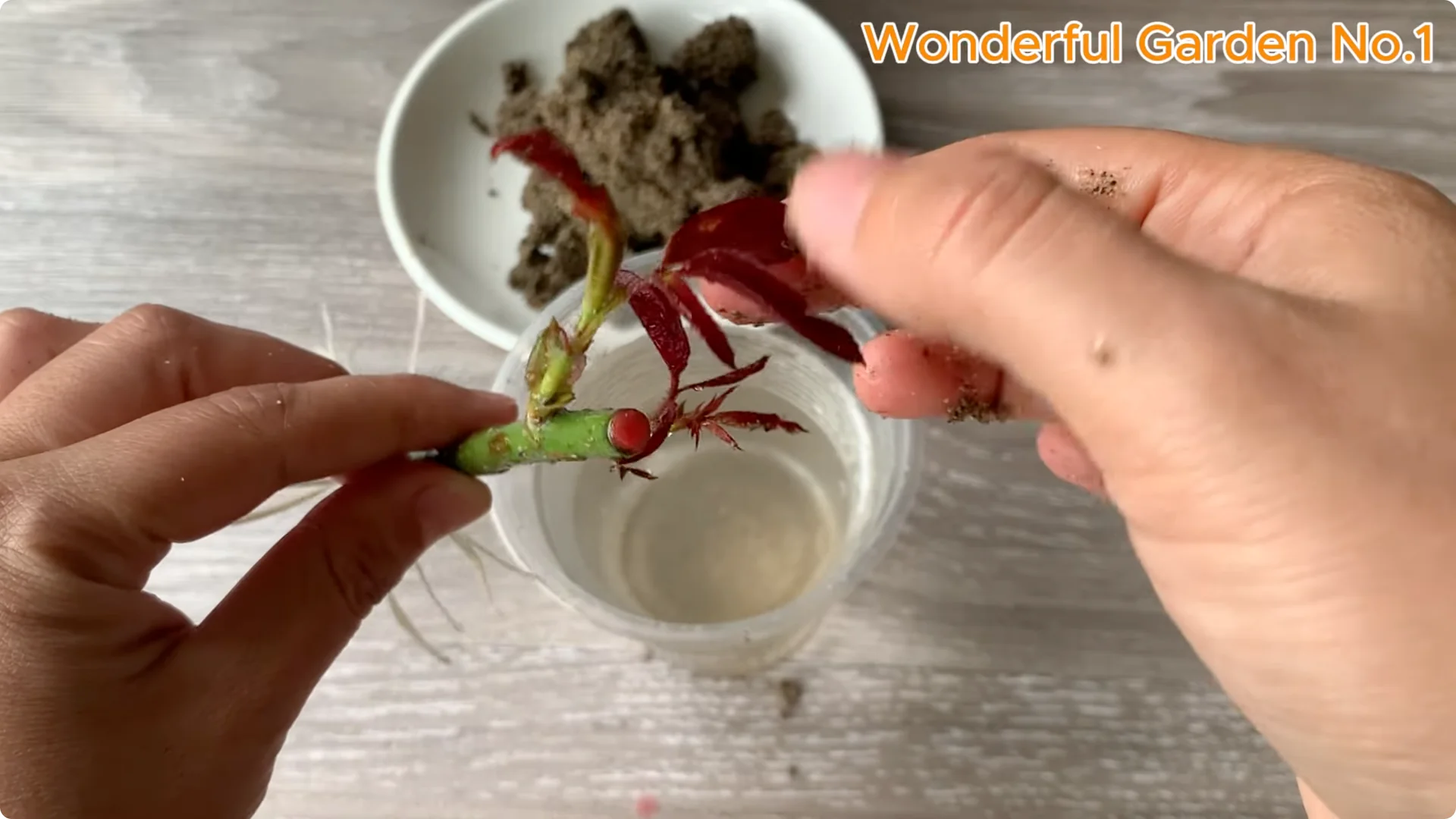 How Rice Water Transforms Rose Cuttings Overnight screenshot 21