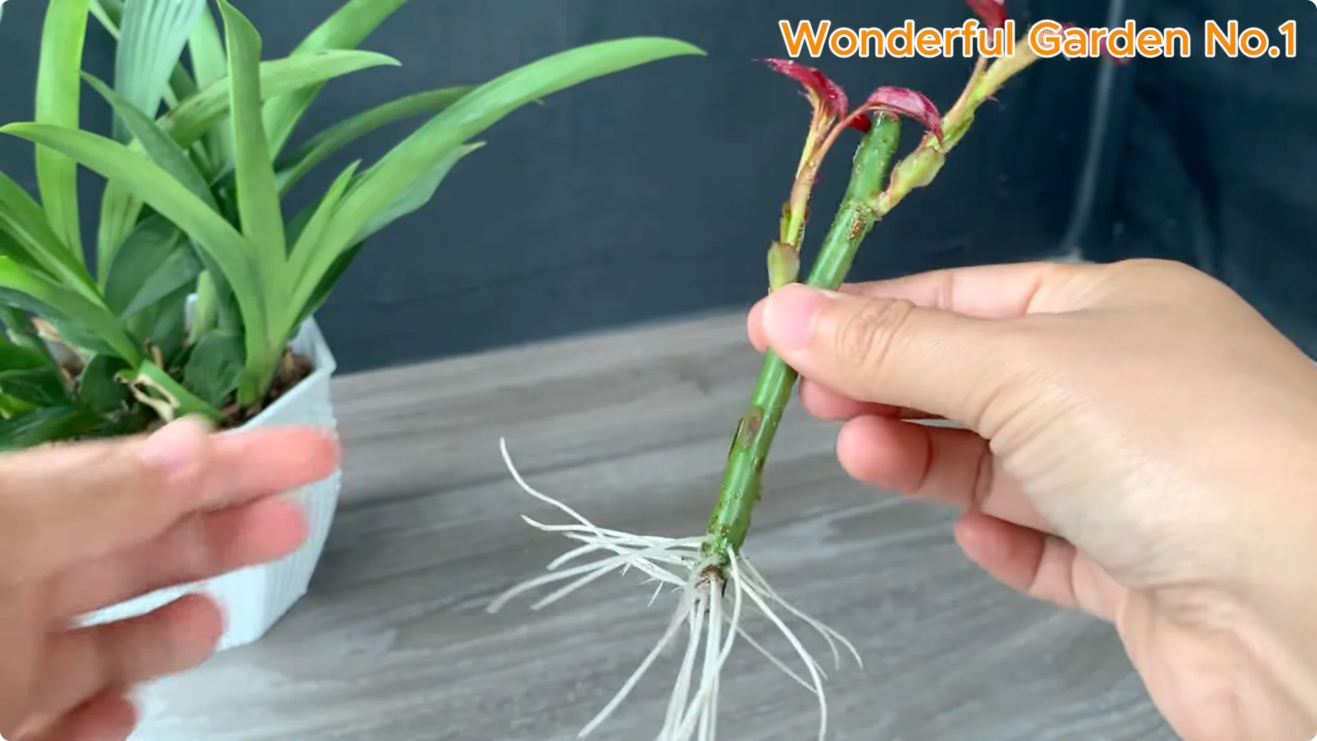 How Rice Water Transforms Rose Cuttings Overnight screenshot 22