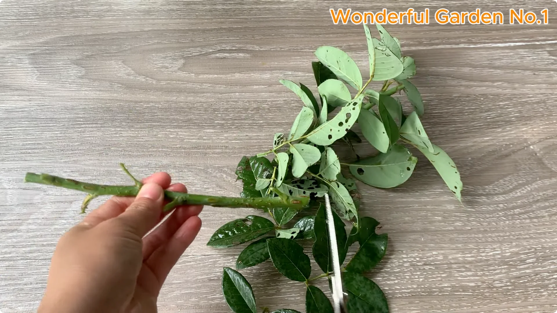 How Rice Water Transforms Rose Cuttings Overnight screenshot 6