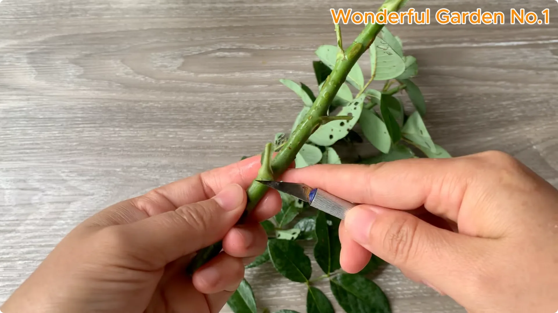 How Rice Water Transforms Rose Cuttings Overnight screenshot 7