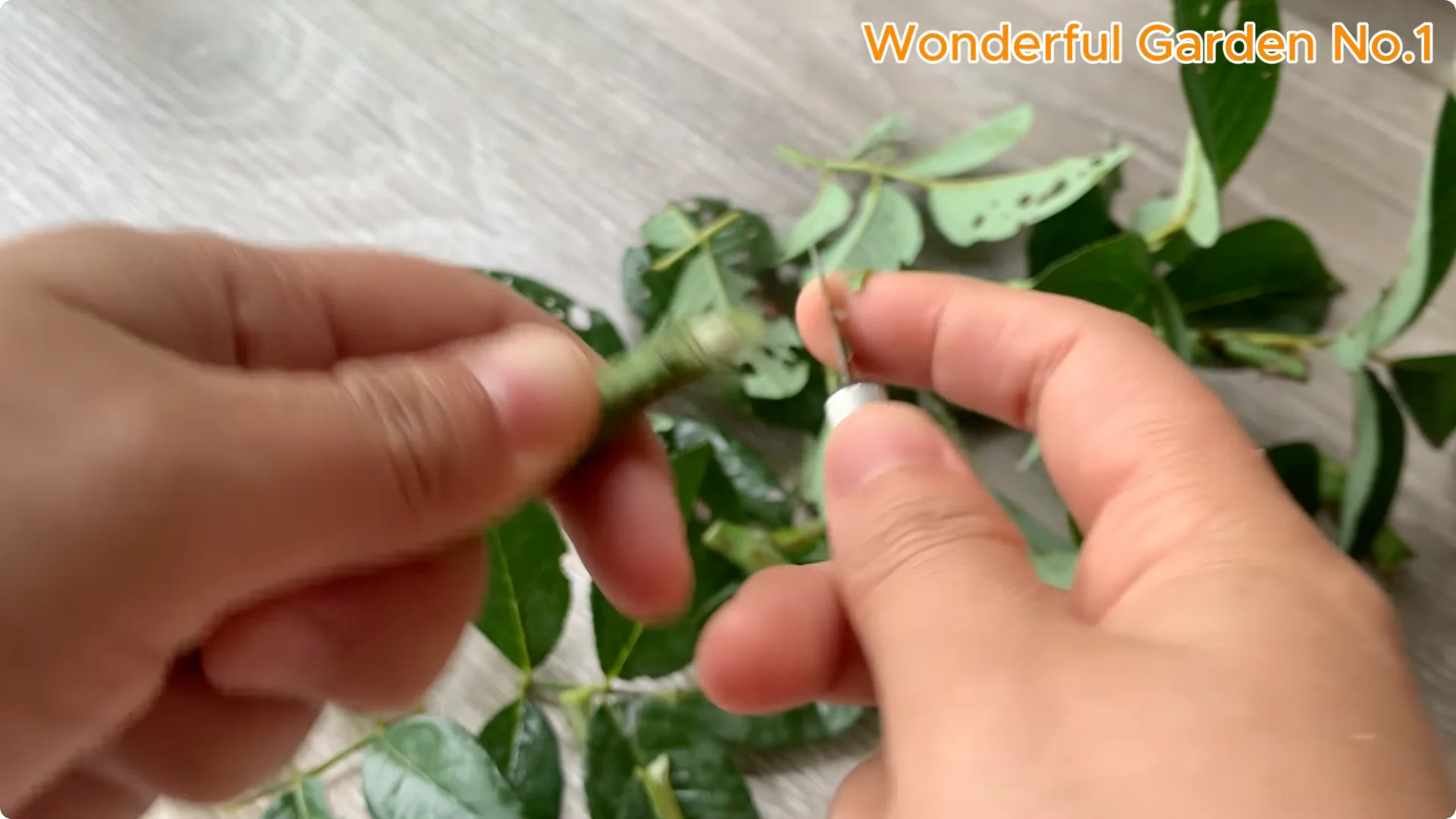 How Rice Water Transforms Rose Cuttings Overnight screenshot 8