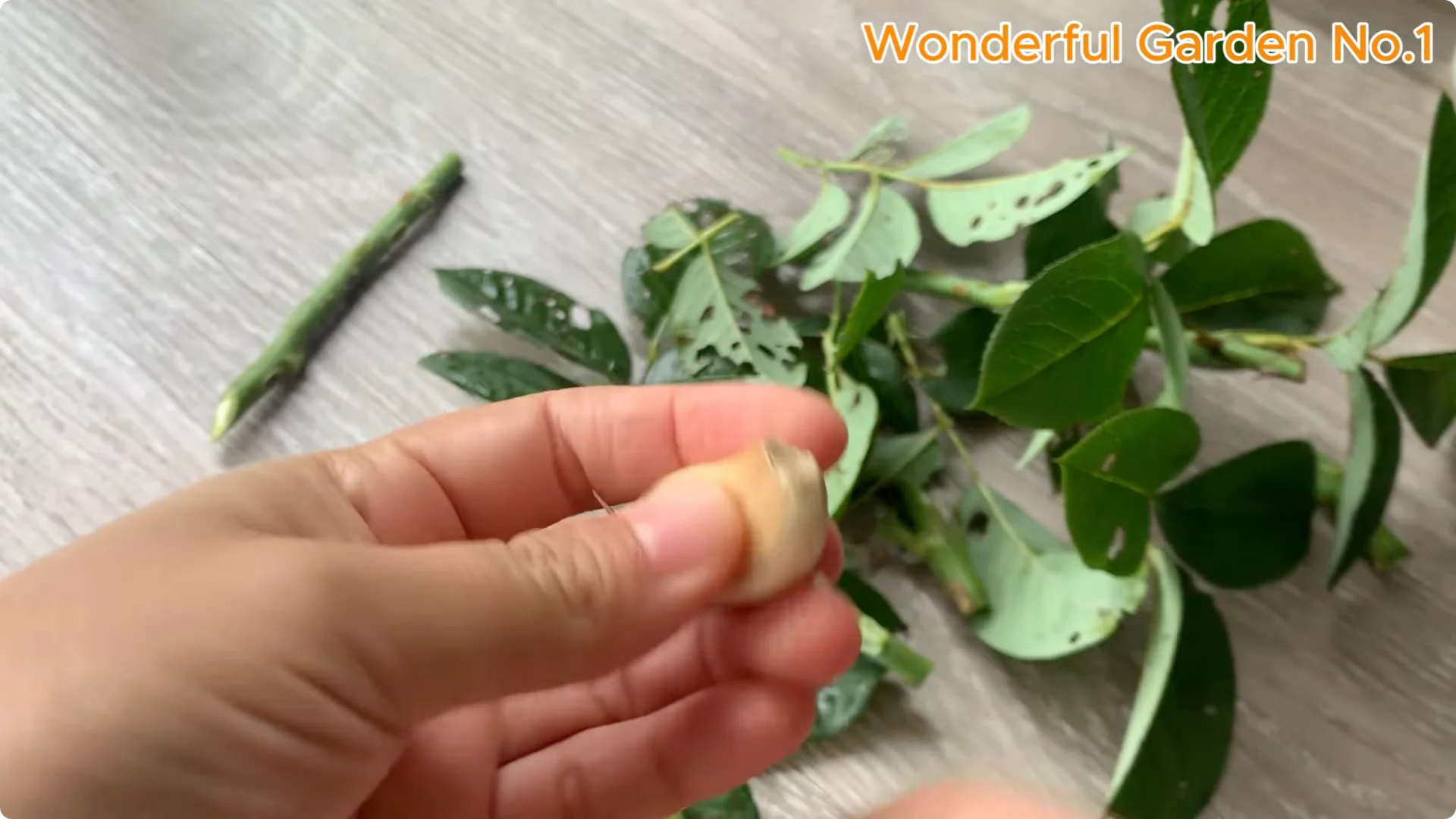 How Rice Water Transforms Rose Cuttings Overnight screenshot 9