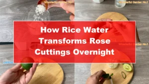 How Rice Water Transforms Rose Cuttings Overnight - Featured Image