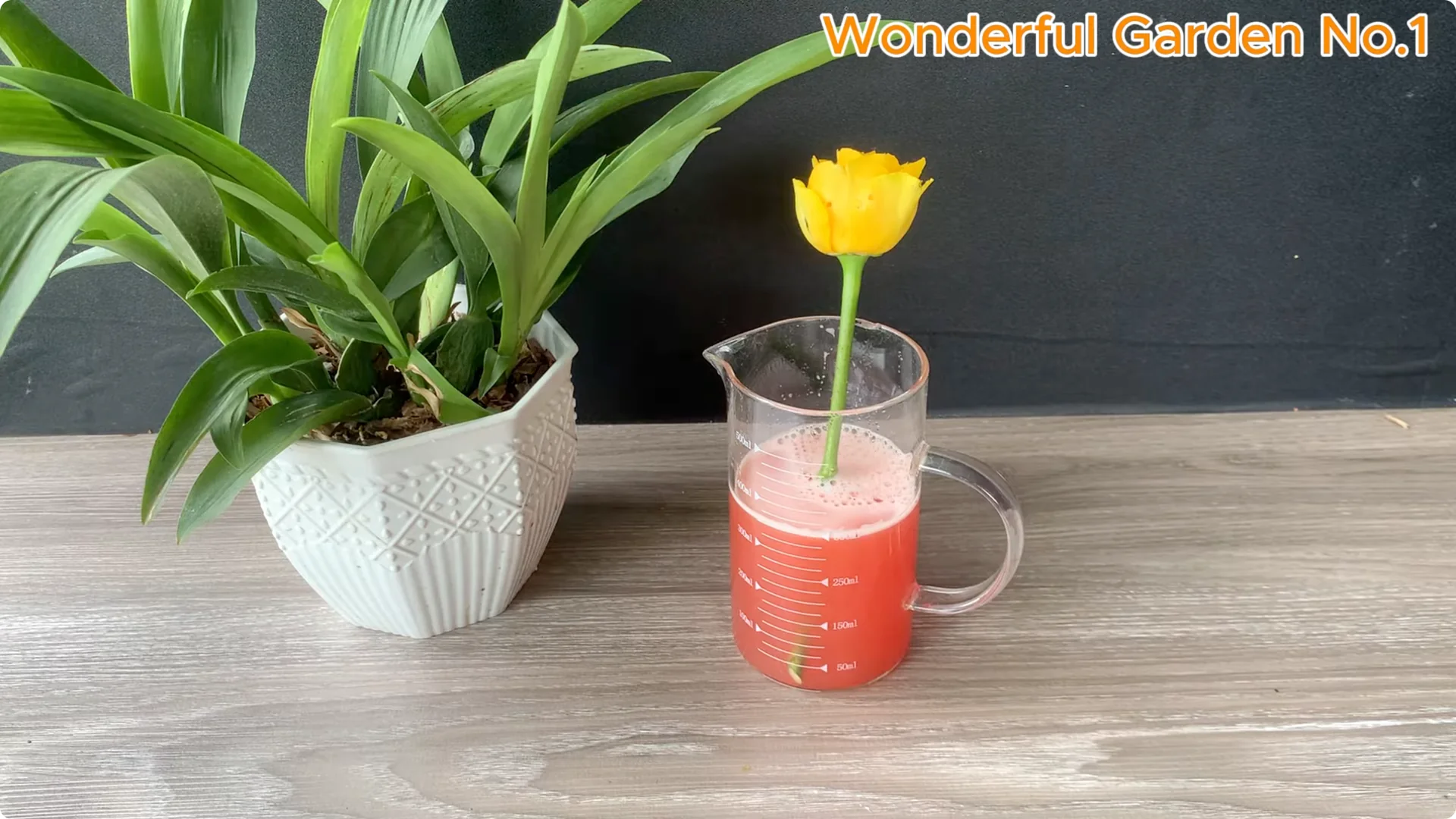 How Rose Branches in Water Can Spark Rapid Root Growth screenshot 12