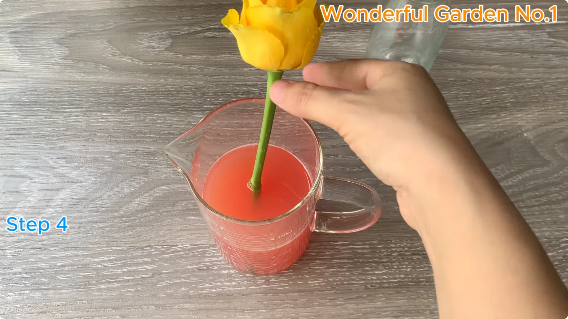 How Rose Branches in Water Can Spark Rapid Root Growth screenshot 14