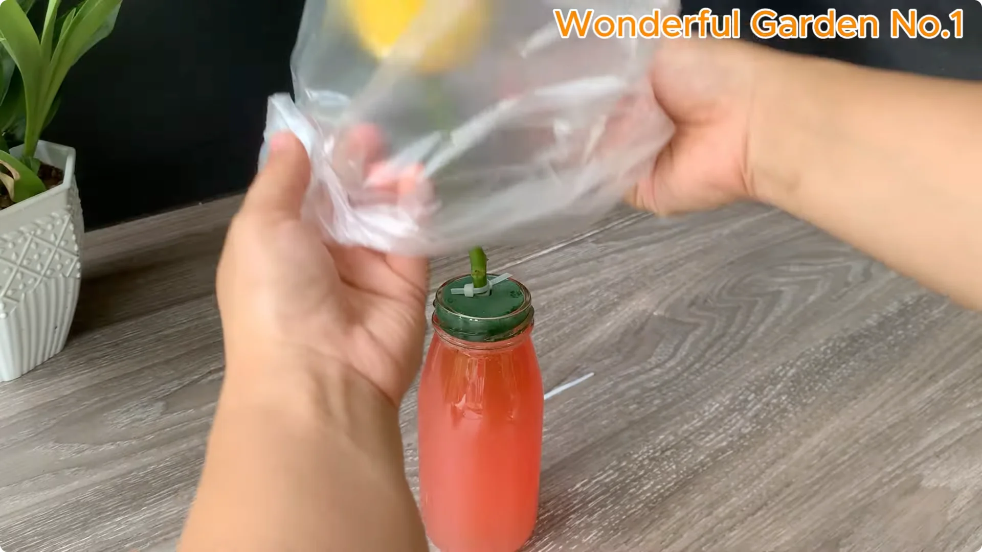 How Rose Branches in Water Can Spark Rapid Root Growth screenshot 18